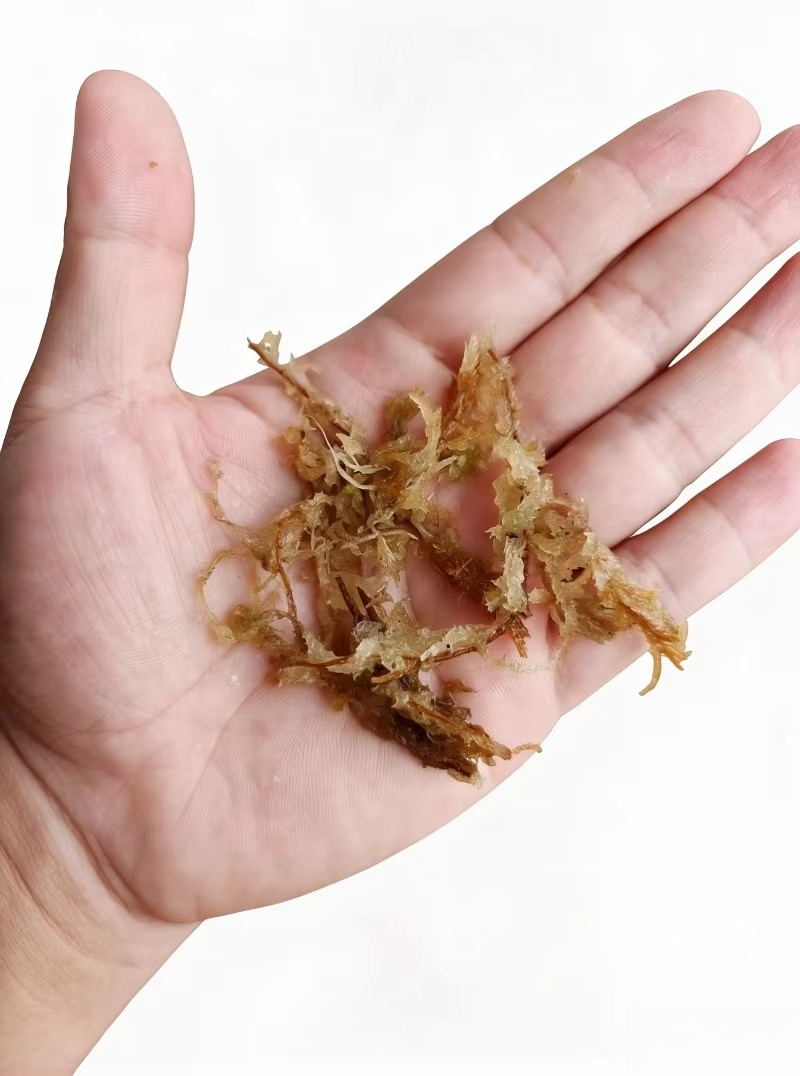 Premium Sphagnum Moss for Orch - огляд і ціна Sphagnum Moss Dry